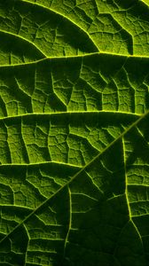 Preview wallpaper leaf, macro, veins, green, relief