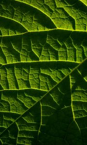 Preview wallpaper leaf, macro, veins, green, relief
