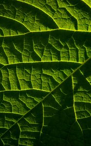 Preview wallpaper leaf, macro, veins, green, relief