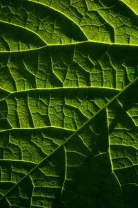 Preview wallpaper leaf, macro, veins, green, relief