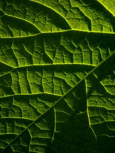 Preview wallpaper leaf, macro, veins, green, relief