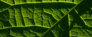 Preview wallpaper leaf, macro, veins, green, relief