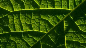 Preview wallpaper leaf, macro, veins, green, relief