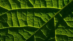 Preview wallpaper leaf, macro, veins, green, relief