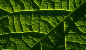 Preview wallpaper leaf, macro, veins, green, relief