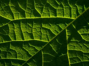 Preview wallpaper leaf, macro, veins, green, relief