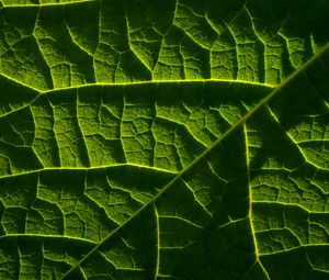 Preview wallpaper leaf, macro, veins, green, relief