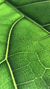 Preview wallpaper leaf, macro, veins, green, background