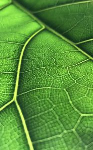Preview wallpaper leaf, macro, veins, green, background