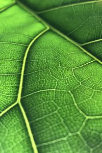 Preview wallpaper leaf, macro, veins, green, background