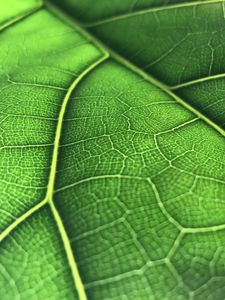 Preview wallpaper leaf, macro, veins, green, background