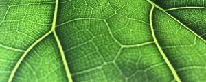 Preview wallpaper leaf, macro, veins, green, background