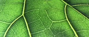 Preview wallpaper leaf, macro, veins, green, background