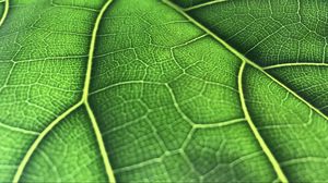 Preview wallpaper leaf, macro, veins, green, background