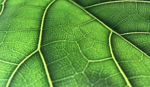 Preview wallpaper leaf, macro, veins, green, background