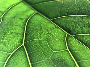 Preview wallpaper leaf, macro, veins, green, background