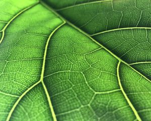 Preview wallpaper leaf, macro, veins, green, background