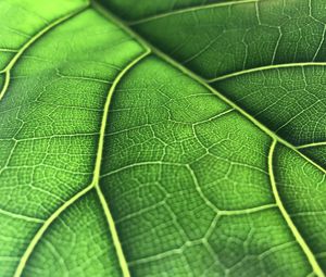 Preview wallpaper leaf, macro, veins, green, background