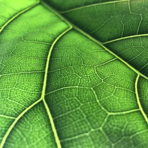 Preview wallpaper leaf, macro, veins, green, background