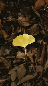 Preview wallpaper leaf, macro, yellow, leaves, autumn