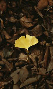 Preview wallpaper leaf, macro, yellow, leaves, autumn