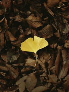 Preview wallpaper leaf, macro, yellow, leaves, autumn