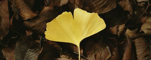 Preview wallpaper leaf, macro, yellow, leaves, autumn