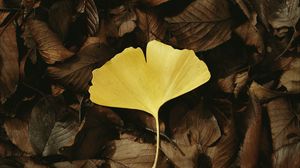 Preview wallpaper leaf, macro, yellow, leaves, autumn