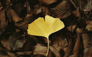 Preview wallpaper leaf, macro, yellow, leaves, autumn