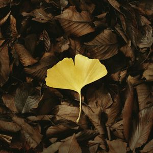 Preview wallpaper leaf, macro, yellow, leaves, autumn