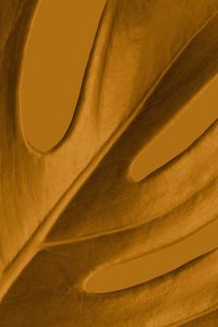 Preview wallpaper leaf, macro, yellow, plant