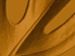 Preview wallpaper leaf, macro, yellow, plant