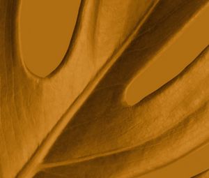 Preview wallpaper leaf, macro, yellow, plant