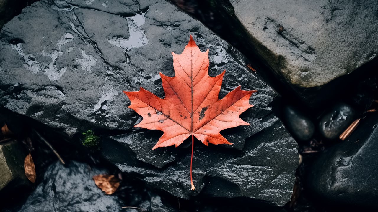 Wallpaper leaf, maple, autumn, stone
