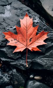 Preview wallpaper leaf, maple, autumn, stone