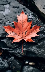 Preview wallpaper leaf, maple, autumn, stone