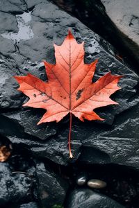 Preview wallpaper leaf, maple, autumn, stone