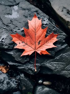 Preview wallpaper leaf, maple, autumn, stone