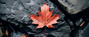 Preview wallpaper leaf, maple, autumn, stone