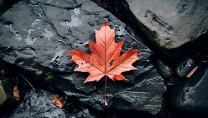 Preview wallpaper leaf, maple, autumn, stone