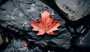 Preview wallpaper leaf, maple, autumn, stone