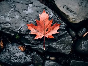 Preview wallpaper leaf, maple, autumn, stone