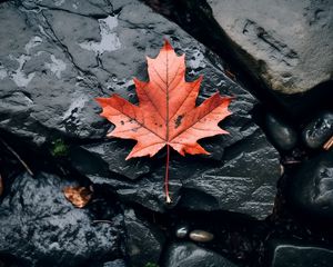 Preview wallpaper leaf, maple, autumn, stone