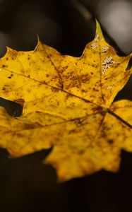 Preview wallpaper leaf, maple, autumn