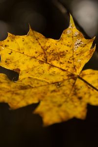 Preview wallpaper leaf, maple, autumn