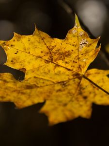 Preview wallpaper leaf, maple, autumn