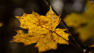 Preview wallpaper leaf, maple, autumn