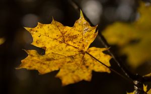 Preview wallpaper leaf, maple, autumn