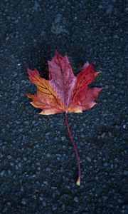 Preview wallpaper leaf, maple, autumn