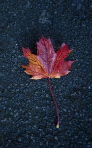 Preview wallpaper leaf, maple, autumn